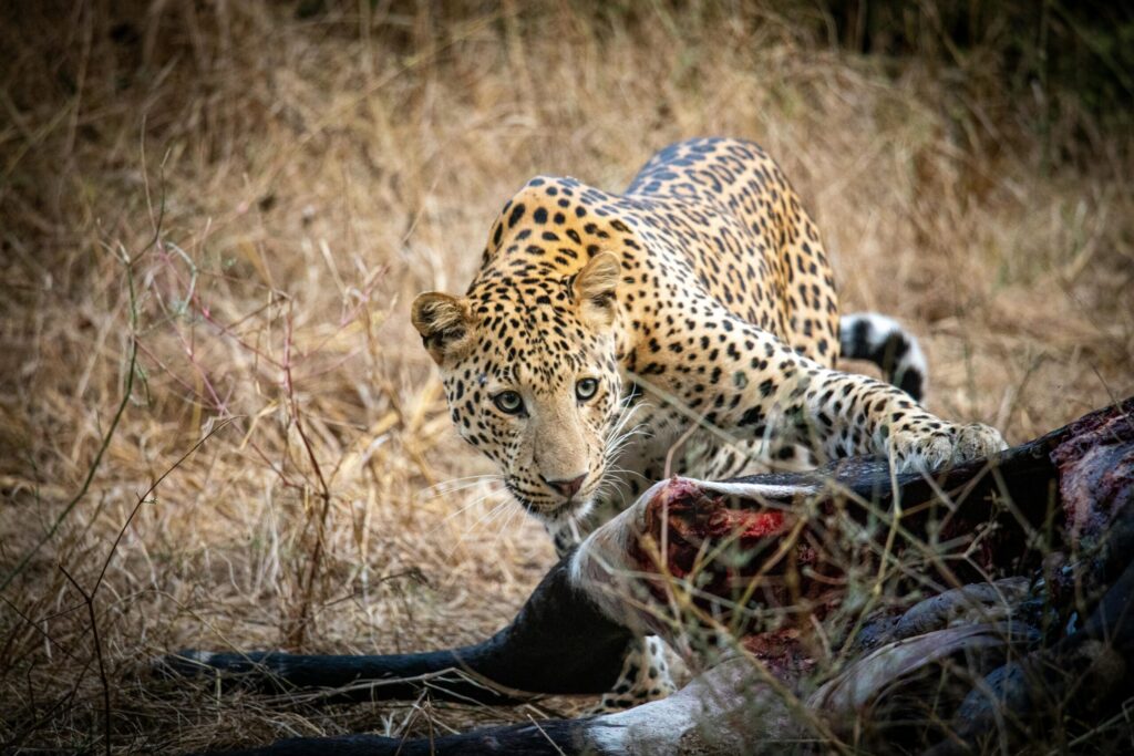 A captivating image of a leopard feasting in Jaipur's wild, showcasing nature's predator-prey dynamic.